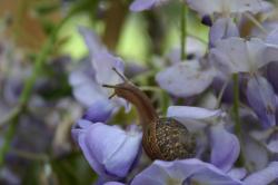 A snail checks out the purple wisteria flowers.