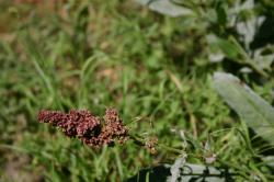Some kind of strange red wildflower.  (If you know the species, please let me know and I'll add the info!) 