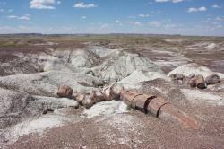 Petrified wood in this desolate landscape has been fossilized and turned to stone. 