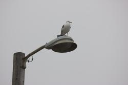 A male seagull perched on a light post against a pale foggy sky.