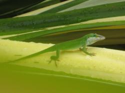 A green anole lizard on a green and yellow plant.
