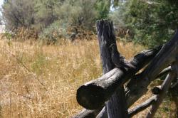 Mourning dove sitting on a wooden fence near a field of weeds.
