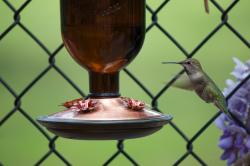 Green hummingbird hovering at a backyard feeder. 