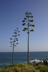 A black crow sits near the crown of a tall tree against a clear blue sky, overlooking the ocean in Laguna. (If you know what kind of tree this is, please let me know!)
