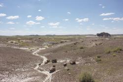 Petrified wood in this desolate landscape has been fossilized and turned to stone. 