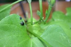A black and white spotted beetle on a morning glory leaf.  (If you know the species, please let me know and I'll add the info!) 