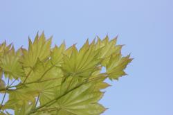 Bright yellow-green leaves against a clear blue sky.