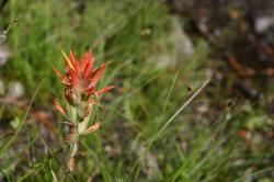A red wildflower near Mammoth Lakes. It resembles Indian Paintbrush, but I\'m not sure what it is. 