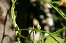 A black and white spotted beetle on a morning glory stem. (If you know the species, please let me know and I'll add the info!) 