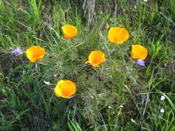 Bright orange California poppies. 