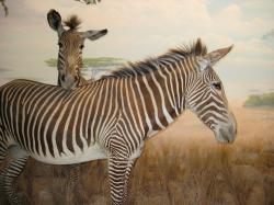 Two Grevy's Zebras hang out on the "African plain" at the California Academy of Sciences. 