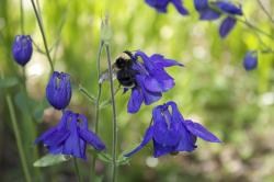 Bumblebee on a purple columbine flower. 