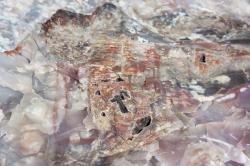 Petrified wood appears as colorful stone.