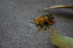 Golden bumblebee or carpenter bee with green eyes.