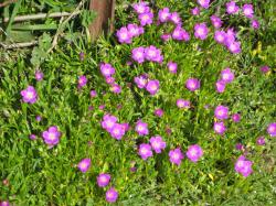 Bright pink flowers gather around a fencepost.  (If anyone knows the flower species, please let me know and I'll add the info!) 