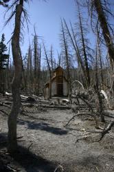 This building reminded me of an old decrepit church. (It was probably an emergency snow cabin or something.) Natural CO2 outgassing from a magma body beneath Mammoth Mountain asphyxiated more than 100 acres of trees near Horseshoe Lake in the early 1990s. The gasses become concentrated to deadly levels in enclosed structures such as cabins. 