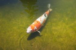 A white, orange and black koi fish in a shallow green pond.