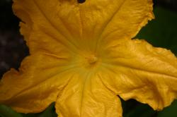 Giant yellow flower on a zucchini plant.