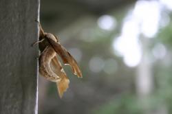A brown-and-cream-colored moth with a curved body clings to a wall.