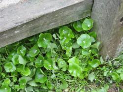 Miner\'s Lettuce.