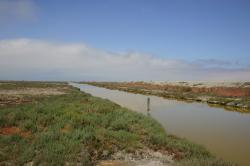 A depth marker stands upright in the stagnant green river of a salt marsh.