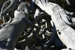 A dead tree near Horseshoe Lake. 