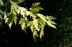 Bright yellow green leaves against a dark black background.