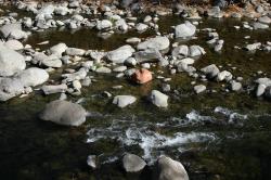 A red rock stands out among gray ones in a creek in Sedona. 