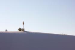 Soaptree yucca plant at White Sands National Monument, New Mexico.