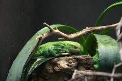 Waxy Monkey Tree Frogs (Phyllomedusa sauvagii).