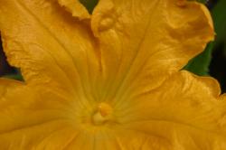 Giant yellow flower on a zucchini plant.