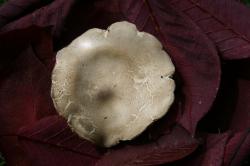 White mushroom on red leaves. 