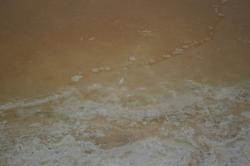 Macro of a natural pink salt marsh. 