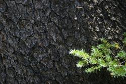 Pine tree needles and bark. 