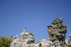 Black birds sit atop tufa towers at Mono Lake. 