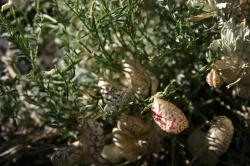 I have no idea what kind of plant this is. The stems resemble rosemary, and the red- or purple-speckled 2-lobed seed pods or flowers resemble spotted pillows. Any help identifying this strange plant would be appreciated! 