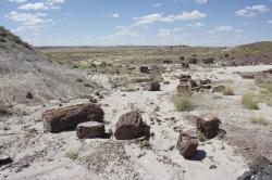 Petrified wood in this desolate landscape has been fossilized and turned to stone. 